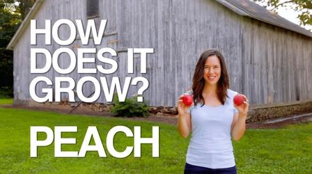 Video thumbnail: How Does It Grow Peaches