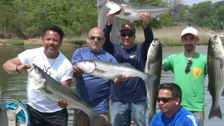 ASMFC imposes stricter limits on striped bass
