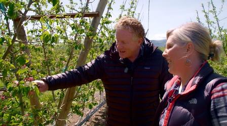 Video thumbnail: Washington Grown Apples In Bloom