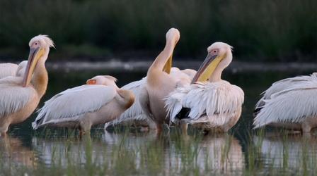 Video thumbnail: Europe's New Wild The Delta's Pelican Colony