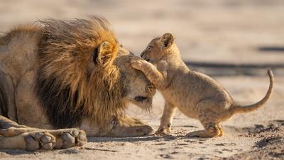 Preview of Parenthood 