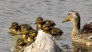 A Park Ducks Remember