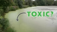Should We Worry About Toxic Algae? | NY& Climate