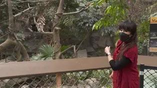 Zoo Animals