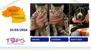 10/03/2024 | Swoon, Lovebird and Burt’s Bees  | Mark's Furry Friends