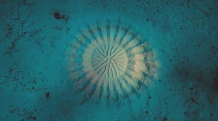 Filming Pufferfish