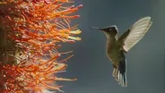 The Plant that Makes Its Home on a Cactus