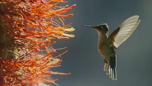 The Plant that Makes Its Home on a Cactus