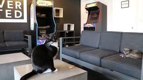 Video thumbnail: Chicago Tonight Plenty of Time for Play at Arcade-Themed Rescue The Catcade