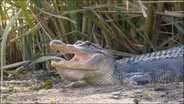 Gator Guardians, Las Palomas, & Mattox Prairie