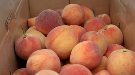 Video thumbnail: Wisconsin Foodie Tree Ripe Peaches | Pearson Farm - Preview