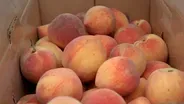 Tree Ripe Peaches | Pearson Farm - Preview
