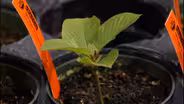 Nature’s Medicine Cabinet: Lone Star Nursery