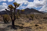 Mojave Desert wildfire threatens iconic Joshua trees