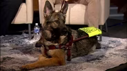 What People Don't Understand About Service Dogs