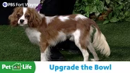 Upgrade the Bowl: Easy Ways to Improve Your Pet’s Meals