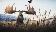 When Giant Deer Roamed Eurasia