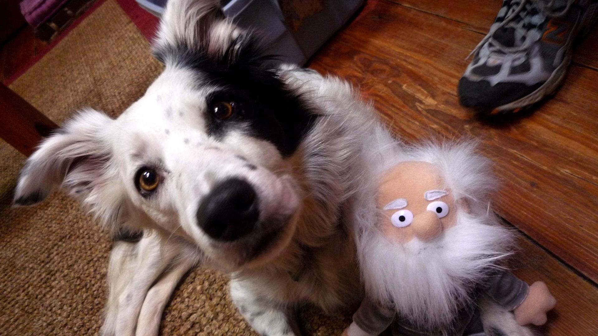 NOVA | The World's Smartest Dog | Season 45 | PBS