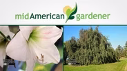 Mid-American Gardener with Sandy Mason November 2, 2017