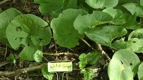 Video thumbnail: Virginia Home Grown Air Spading; Medicinal Herb Garden (#1808)
