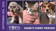 9/3/2026 | Dover, Muffin and Number 46 | Mark's Furry Friends