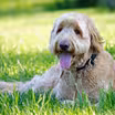 Pet Summer Safety 101