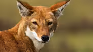 Ethiopian Wolf Vs. Mole Rat