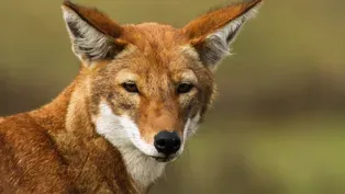 Ethiopian Wolf Vs. Mole Rat