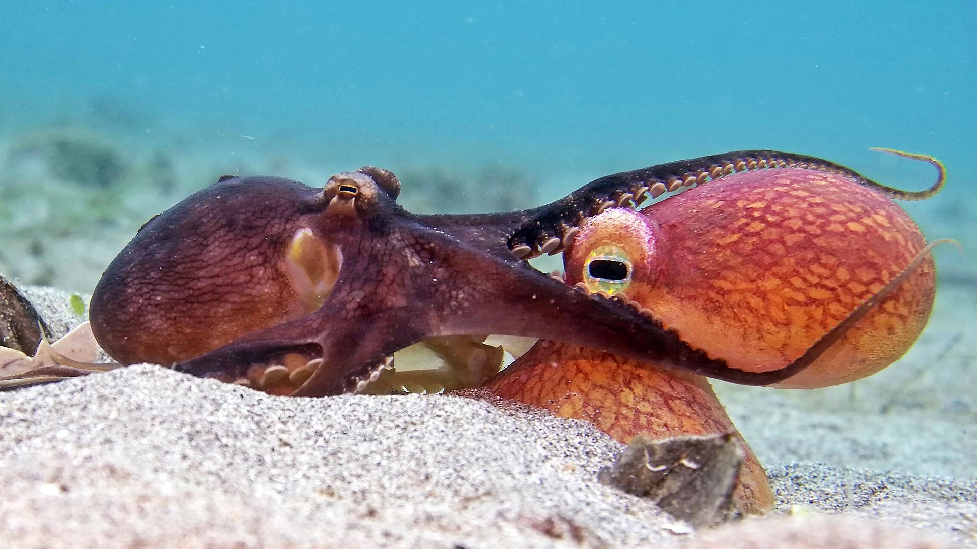 Hot Clicks: Robot Fish Can Keep Eye on Ocean