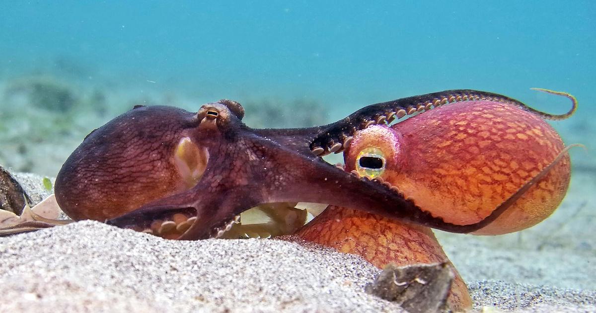Nature | Preview of Spy in the Ocean: Deep Thinkers | Season 42 | Episode 2