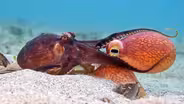 Preview of Spy in the Ocean: Deep Thinkers