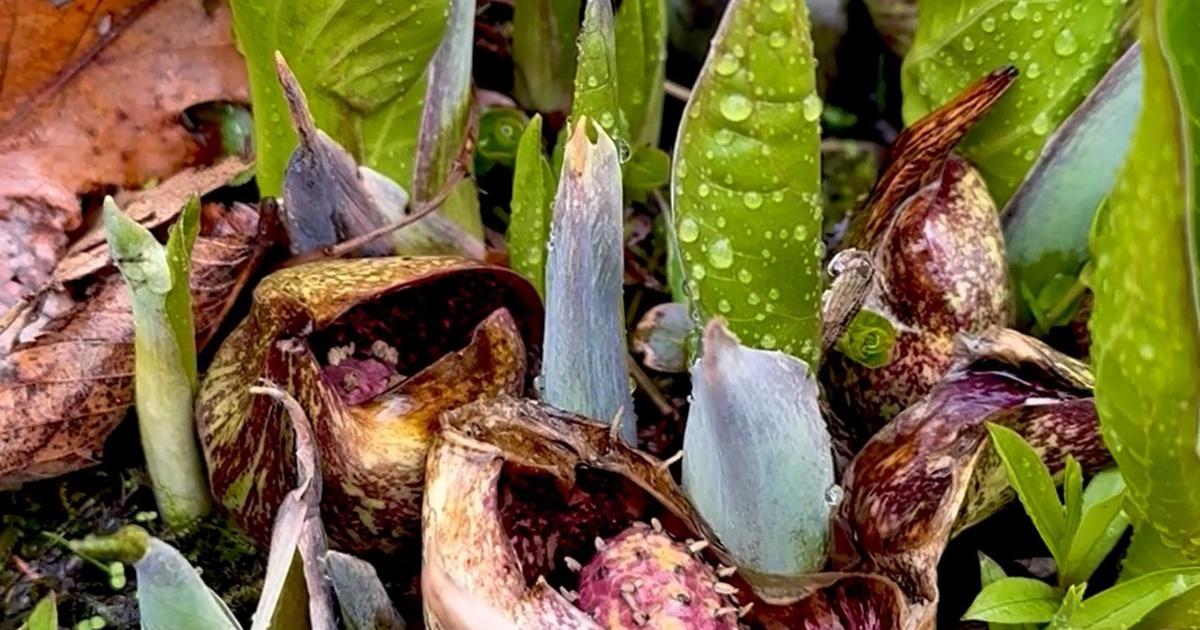 Chicago Tonight | Skunk Cabbage Emerges at the Chicago Botanic Garden | Season 2025