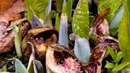 Skunk Cabbage Emerges at the Chicago Botanic Garden
