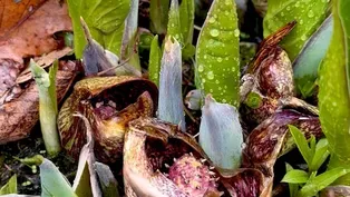 Skunk Cabbage Emerges at the Chicago Botanic Garden