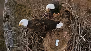 Honor: CarbonTV Eagle Cam