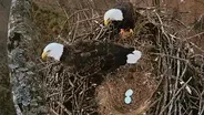 Honor: CarbonTV Eagle Cam