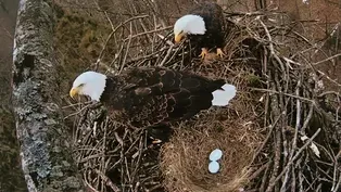 Honor: CarbonTV Eagle Cam