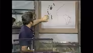 African Fish