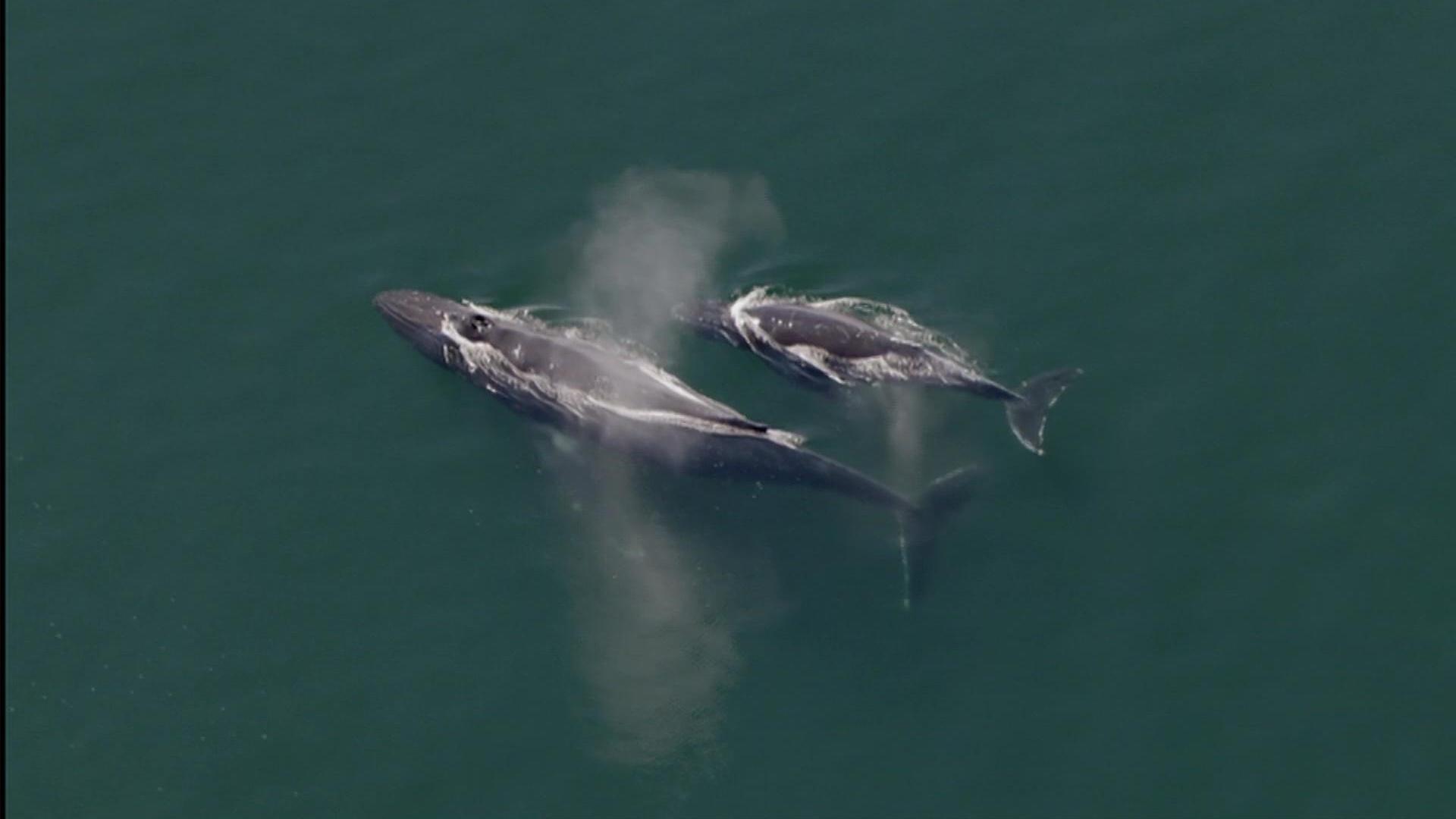 Extraordinary Group Hunting By Humpback Whales Wild Alaska Live WLIW