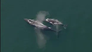 Extraordinary Group Hunting By Humpback Whales