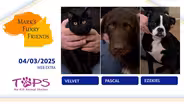 04/04/2025 | Velvet, Pascal and Ezekiel   | Mark’s Furry Friends Extra
