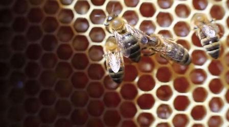 Video thumbnail: Earth Focus Neonicotinoids: The New DDT?