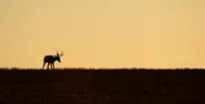 Deer hunting license drawing structure