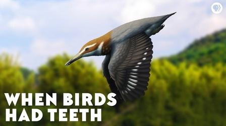 Video thumbnail: Eons When Birds Had Teeth
