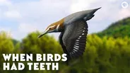 When Birds Had Teeth