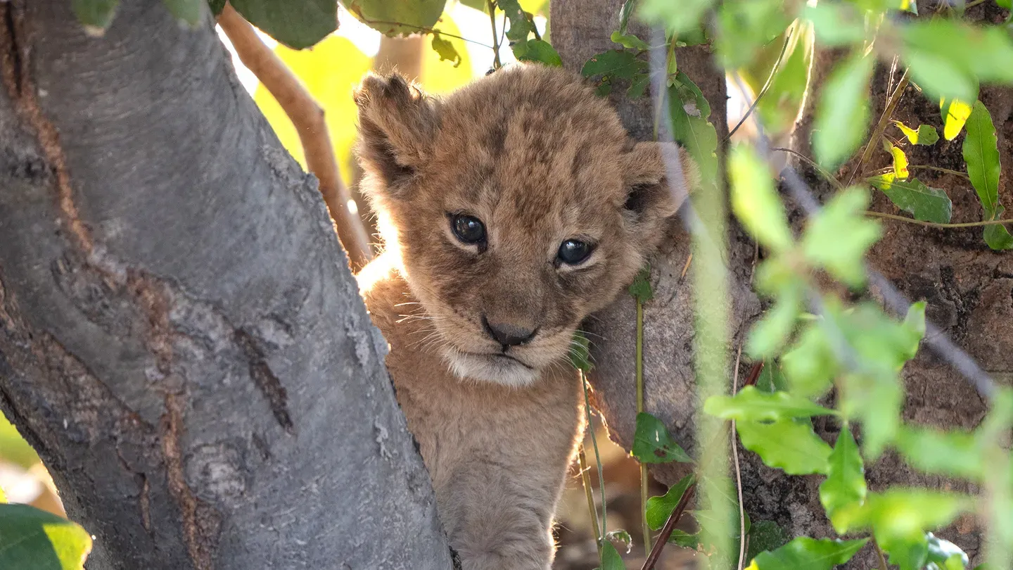 New Beginnings, image size:1440x810