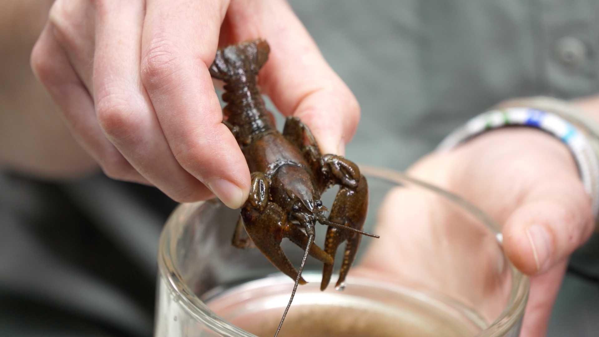 How do crayfish survive in nasty waters?
