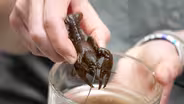 How do crayfish survive in nasty waters?
