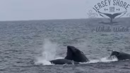 Humpback whale spotted off Asbury Park coast