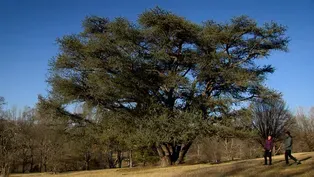 Big Old Trees